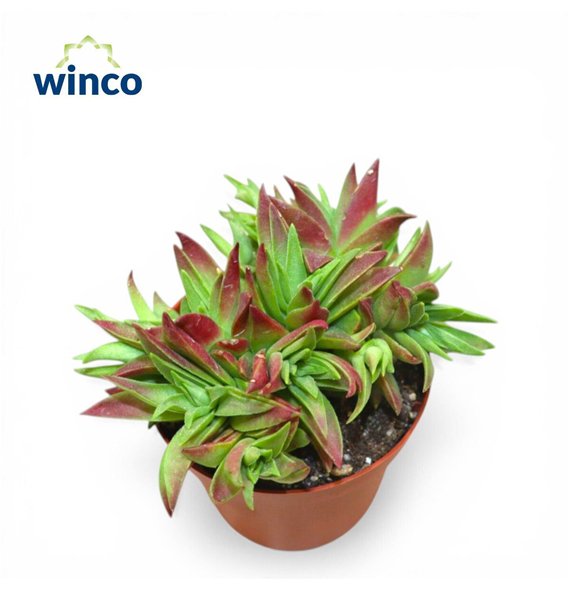 Crassula Capitella 15cm 8.5cm Q1657