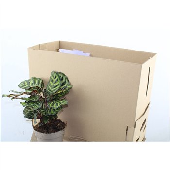 Kalateja makoyana 45cm 14cm Q1754