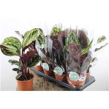 Kalateja medaillon 45cm 14cm Q1755