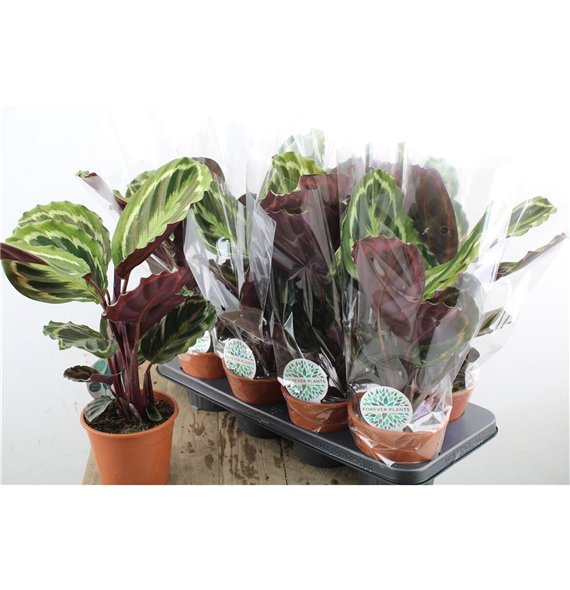 Kalateja medaillon 45cm 14cm Q1755