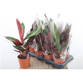 Stromanthe sanguinea triostar Kalateja Triostar 45cm 14cm Q1756