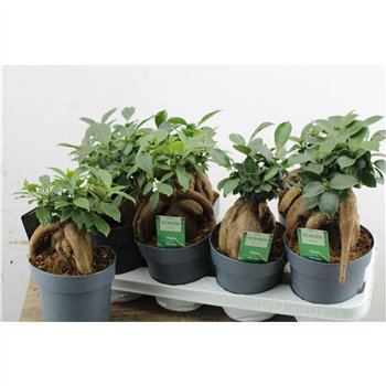 Fikus microcarpa ginseng Retusa 12cm 35cm 14cm Q2448