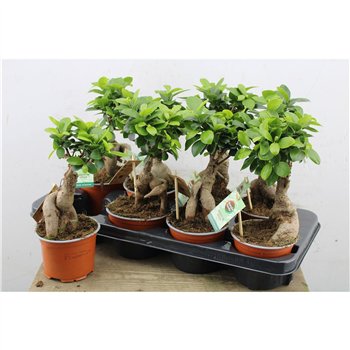 Fikus microcarpa ginseng Micr  Ginseng 30cm 12cm Q2450