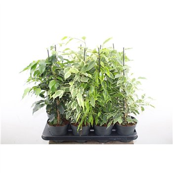 Fikus benjamina mix 55cm 14cm Q2577