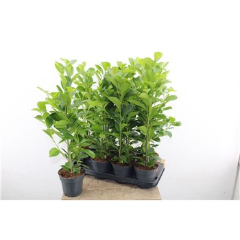 Fikus microcarpa moclame 60cm 14cm Q2578