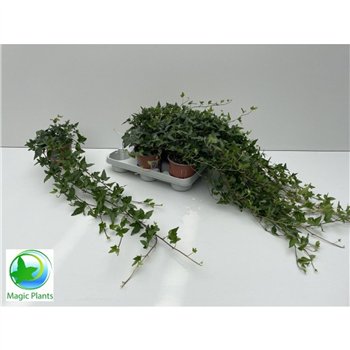 Hedera helix shamrock Helix Shamrock 80-89cm 85cm 12cm Q2728
