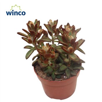 Kalanhoja tomentosa Tomentosa Chocolate Soldieroverig pp 18cm 12cm Q3046