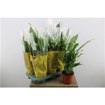 Spatifil sweet chico Sweet Chico 5+ 55cm 13cm Q3799