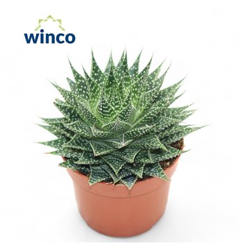 Aloe aristata 20cm 12cm Q267