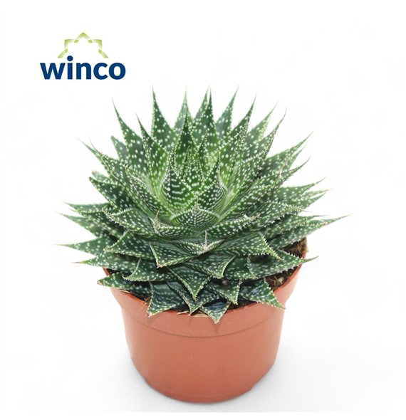 Aloe aristata 20cm 12cm Q267