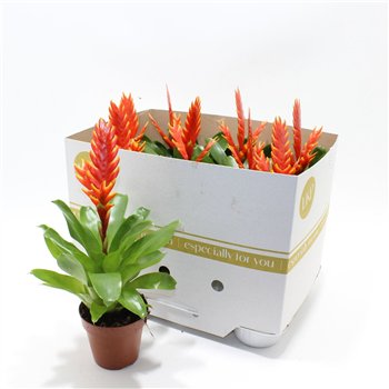 Vriesea sparkle 40cm 10.5cm Q4913