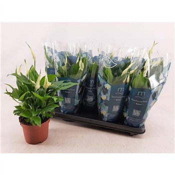 Spatifil bellini Bellini 8+ 40cm 13cm Q5130