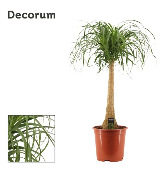 Nolina Beaucarnea recurvata straight 27 cm (Decorum) 1 stems plnt 110cm 27cm Q698