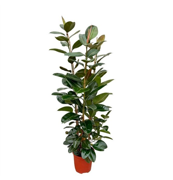 Fikus elastica robusta Elastica Robusta toef - 200cm 3PP 3 pp 180cm 35cm Q2022