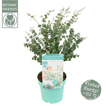 Evkaliptus gunnii azura Azura® 65cm 19cm Q2167