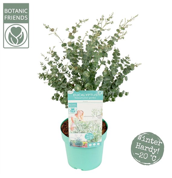 Evkaliptus gunnii azura Azura® 65cm 19cm Q2167