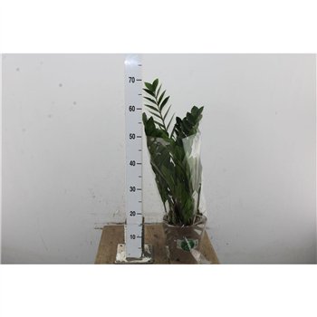 Zamija zamiifolia 65cm 17cm Q5155