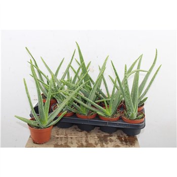Aloe vera 35cm 12cm Q281