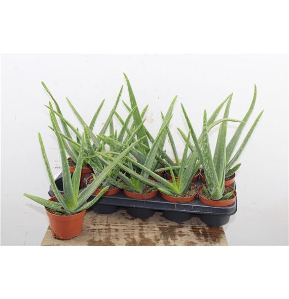 Aloe vera 35cm 12cm Q281