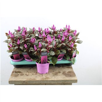 Merida Pink Celosia 35cm 12cm Q1181