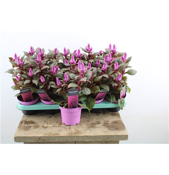 Merida Pink Celosia 35cm 12cm Q1181