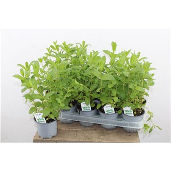 Mentha spicata 20cm 12cm Q2245