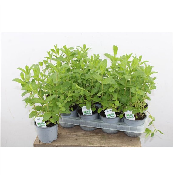 Mentha spicata 20cm 12cm Q2245