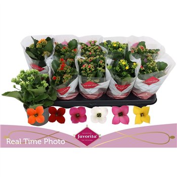 Kalanhoja mix Kalan Single Mix 22cm 10.5cm Q2702