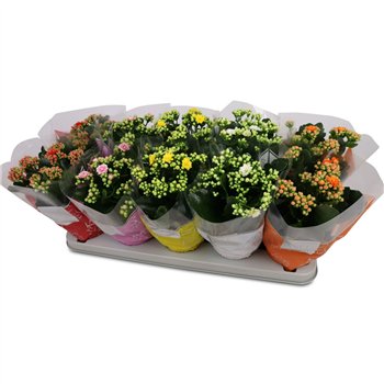 Kalanhoja blossfeldiana perfecta mix 5 kl Kalan Double Mix 25cm 12cm Q2704