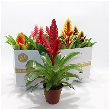 Vriesea mix 8 kinds 40cm 12cm Q4282