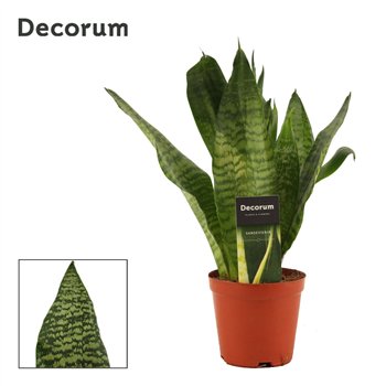 Taščin jezik - Sanseveria trifasciata Super Green 12cm Decorum 35cm 12cm Q4760