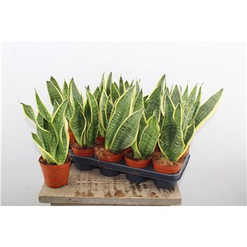 Taščin jezik - Sanseveria trifasciata futura superba Superba 35cm 12cm Q5035