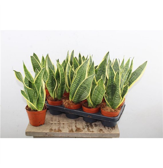 Taščin jezik - Sanseveria trifasciata futura superba Superba 35cm 12cm Q5035