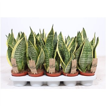 Taščin jezik - Sanseveria trifasciata futura superba Superba 40cm 12cm Q5060