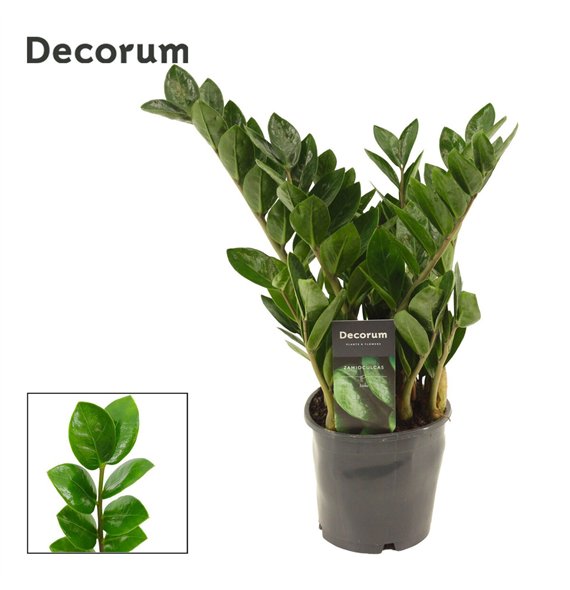 Zamija zamiifolia Lima 5+ 35cm 12cm Q5167