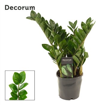 Zamija zamiifolia Lima 5+ 35cm 12cm Q5168