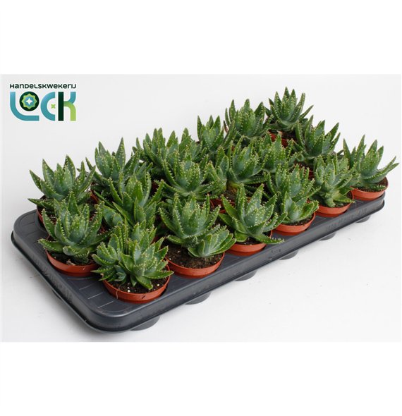 Aloe Aloë Brevifolia 15cm 8.5cm Q253