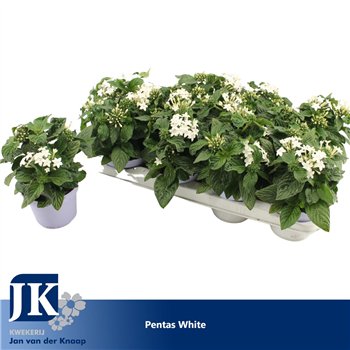 Pentas graffiti white White 20cm 12cm Q2219