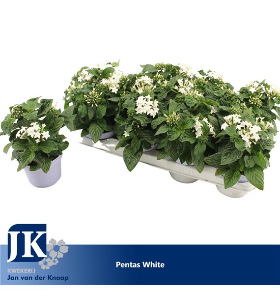 Pentas graffiti white White 20cm 12cm Q2219
