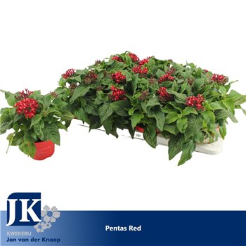 Pentas graffiti lipstick Red 22cm 12cm Q2280
