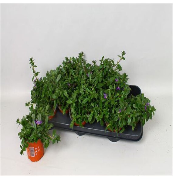 Scaevola saphira Blue 20cm 10.5cm Q3278