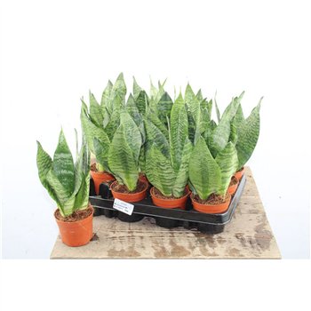 Taščin jezik - Sanseveria zeylanica 30cm 9cm Q4643