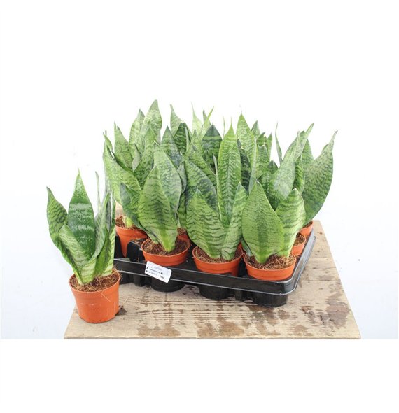 Taščin jezik - Sanseveria zeylanica 30cm 9cm Q4643