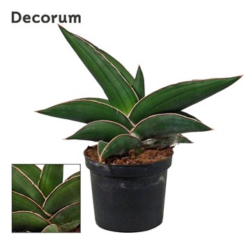 Taščin jezik - Sanseveria ehrenbergii samurai 9cm Decorum 20cm 9cm Q4651