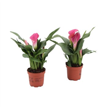 Kala zazu 3+ Zazu (Roze) 3 fl  1 pp 20cm 9cm Q2962