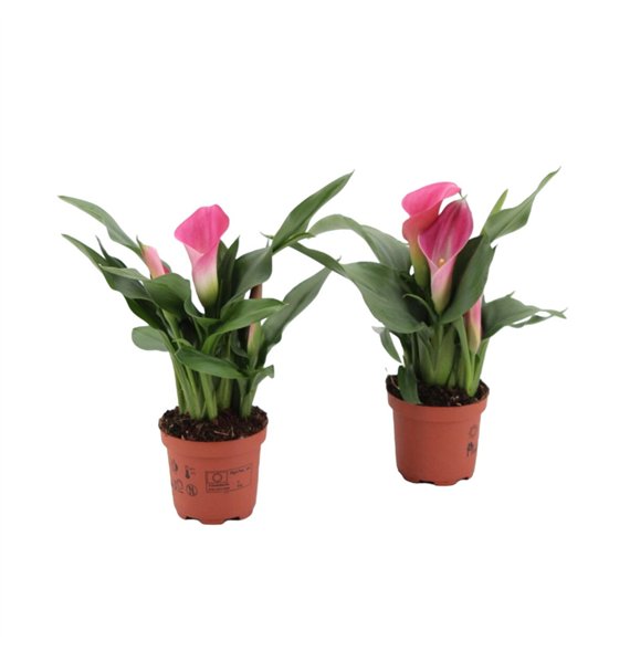 Kala zazu 3+ Zazu (Roze) 3 fl  1 pp 20cm 9cm Q2962