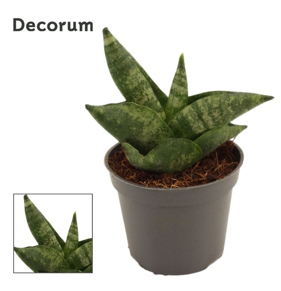 Taščin jezik - Sanseveria cylindrica boncel Boncellensis 6cm Decorum 14cm 6cm Q4758