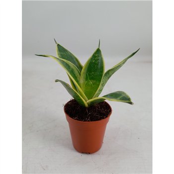 Taščin jezik - Sanseveria trifasciata hahnii Hahnii 6 cm Super Hahnii(Decorum) 14cm 6cm Q4934