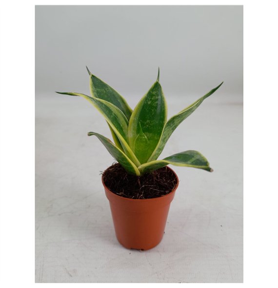 Taščin jezik - Sanseveria trifasciata hahnii Hahnii 6 cm Super Hahnii(Decorum) 14cm 6cm Q4934