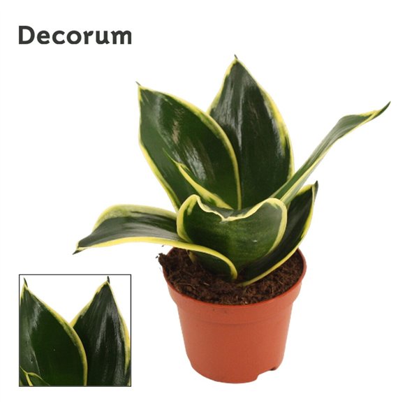 Taščin jezik - Sanseveria trifasciata hahnii Hahnii 6 cm Jade Pagoda (Decorum) 14cm 6cm Q4935